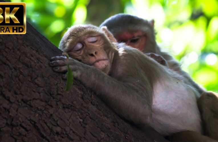Animal Kingdom Bliss 8K ULTRA HD | Relaxing Movie with Soothing Piano Music