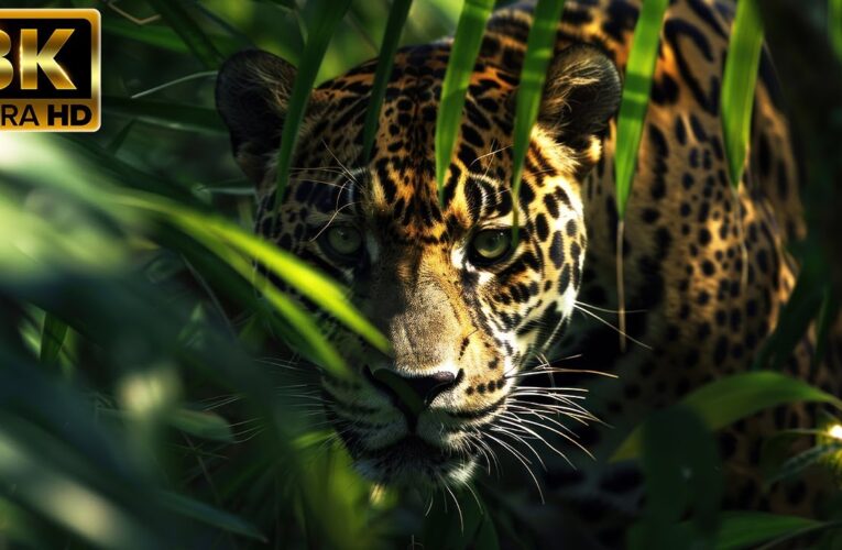 Amazon Animals 8K ULTRA HD | Wildlife Scenery Movie with Soothing Nature Music