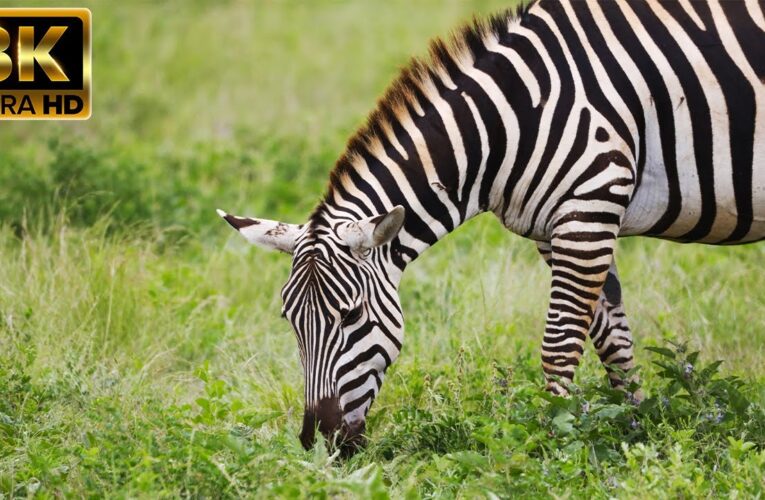 Wild Jungle Odyssey 8K ULTRA HD | The Journey Of Wildlife Seeking New World With Soft Music