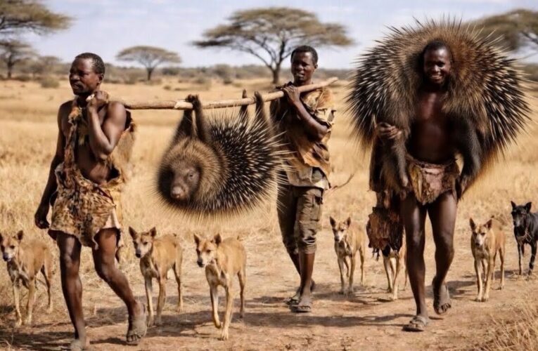 Discover Hadzabe Monster Porcupine Hunt and Cooking | life of hunters